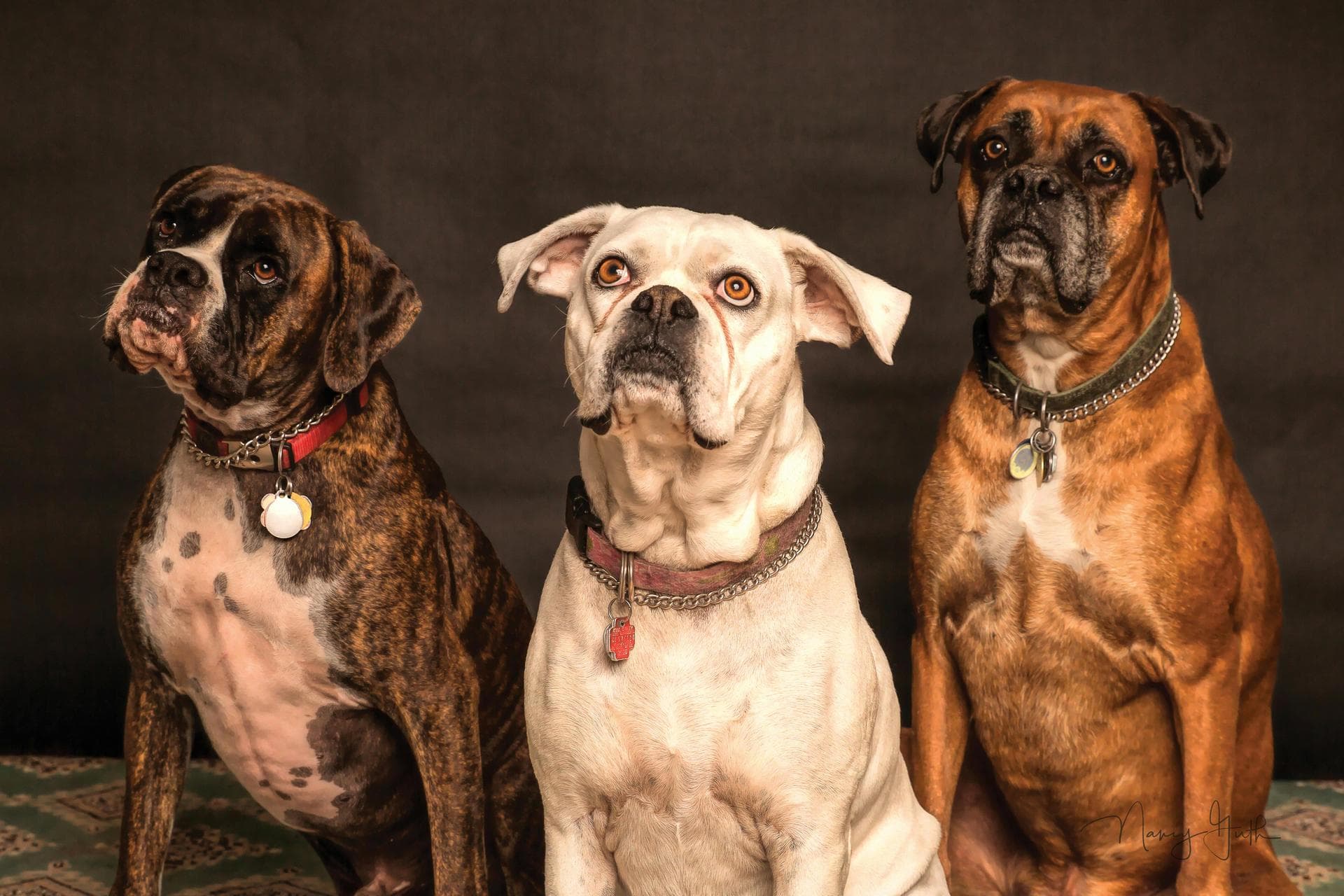 Best Vets in Virginia Beach