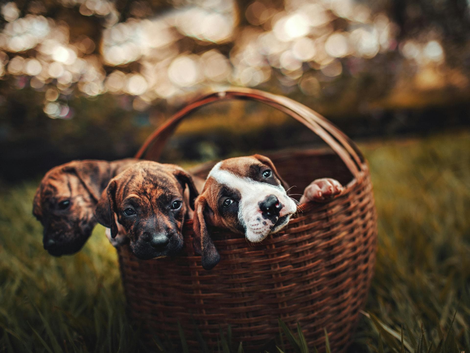 Vet Prices in Virginia Beach