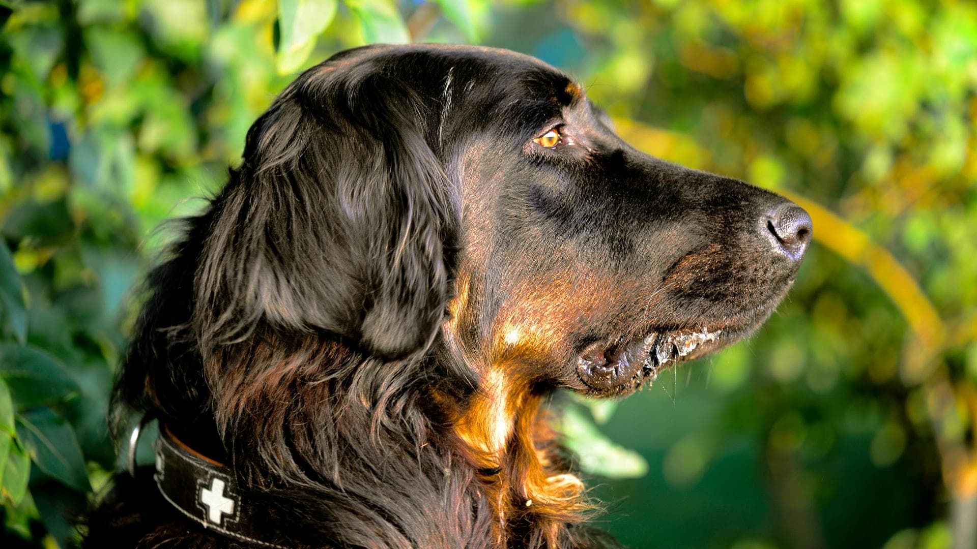 Dog & Cat Vets in Virginia Beach