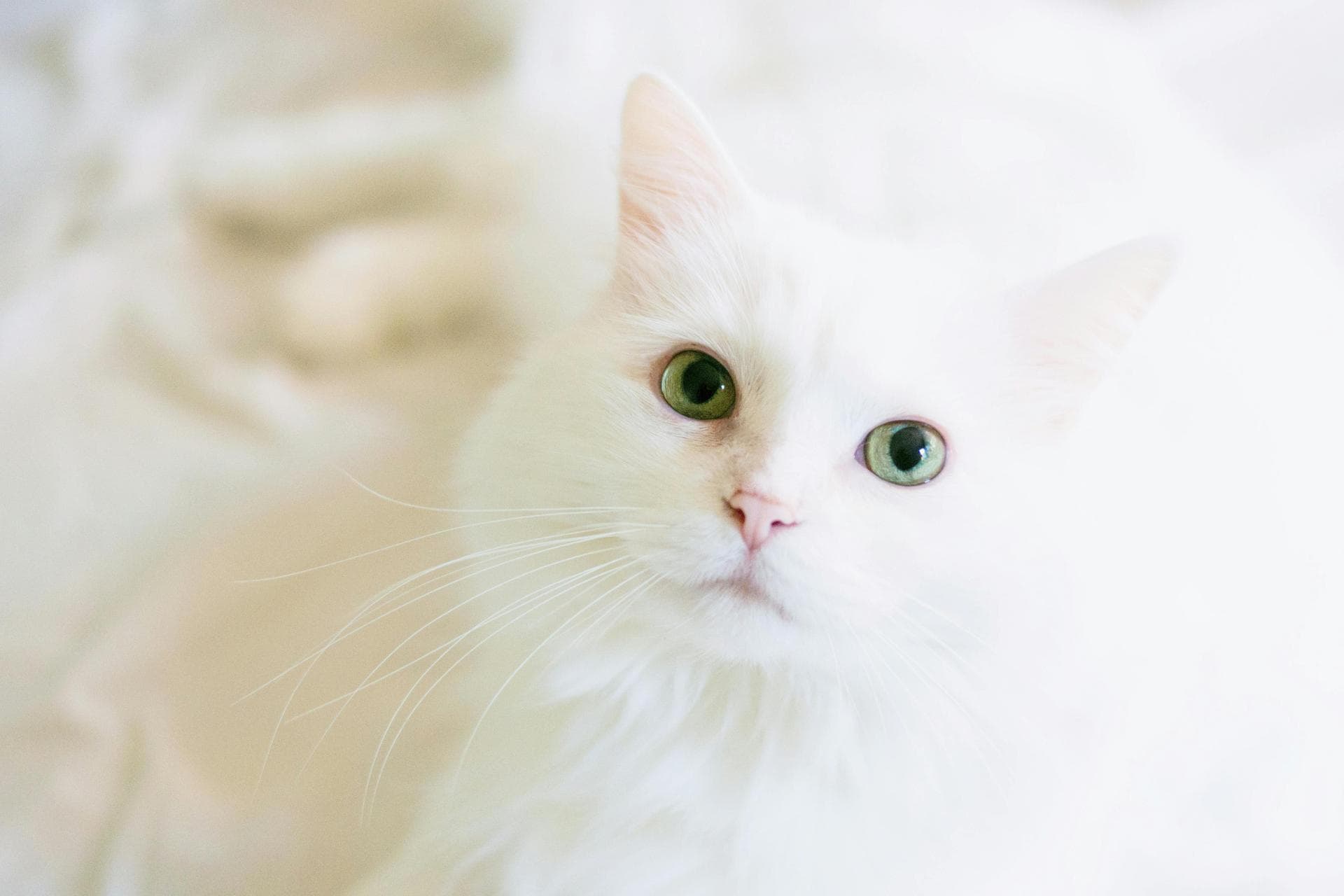 Specialist Vets in Virginia Beach